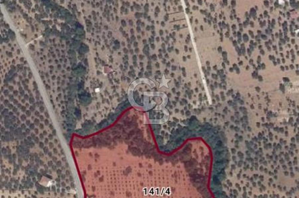 🌿 TORBALI DAĞKIZILCA KÖYÜ’NDE ANA CADDE ÜZERİNDE VERİMLİ TARLA – 25 DÖNÜM 🌿