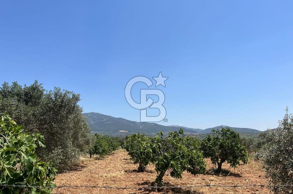 🌿 TORBALI DAĞKIZILCA KÖYÜ’NDE ANA CADDE ÜZERİNDE VERİMLİ TARLA – 25 DÖNÜM 🌿