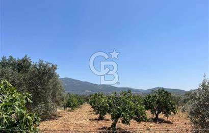 🌿 TORBALI DAĞKIZILCA KÖYÜ’NDE ANA CADDE ÜZERİNDE VERİMLİ TARLA – 25 DÖNÜM 🌿