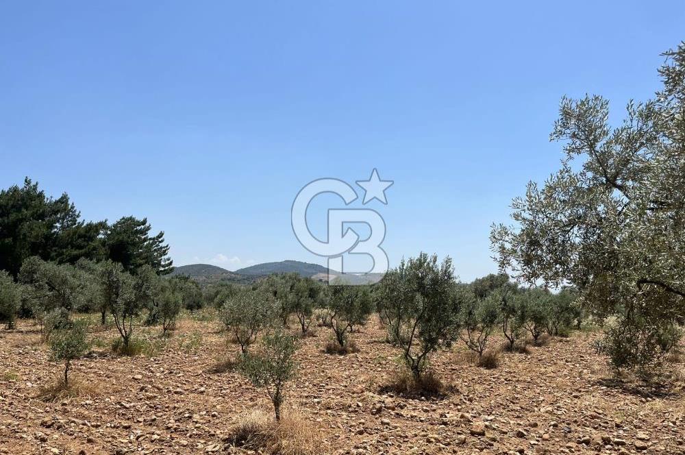 🌿 TORBALI DAĞKIZILCA KÖYÜ’NDE ANA CADDE ÜZERİNDE VERİMLİ TARLA – 25 DÖNÜM 🌿