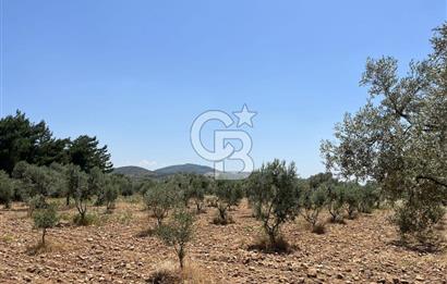 🌿 TORBALI DAĞKIZILCA KÖYÜ’NDE ANA CADDE ÜZERİNDE VERİMLİ TARLA – 25 DÖNÜM 🌿