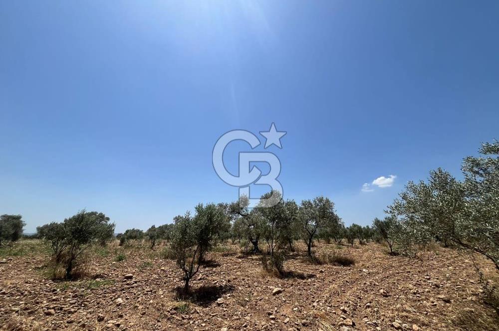 🌿 TORBALI DAĞKIZILCA KÖYÜ’NDE ANA CADDE ÜZERİNDE VERİMLİ TARLA – 25 DÖNÜM 🌿
