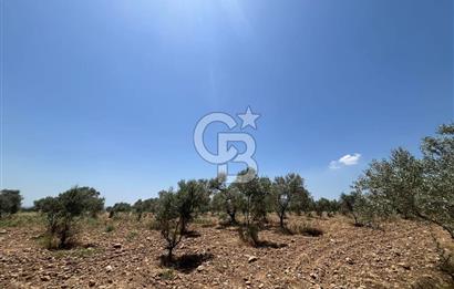 🌿 TORBALI DAĞKIZILCA KÖYÜ’NDE ANA CADDE ÜZERİNDE VERİMLİ TARLA – 25 DÖNÜM 🌿