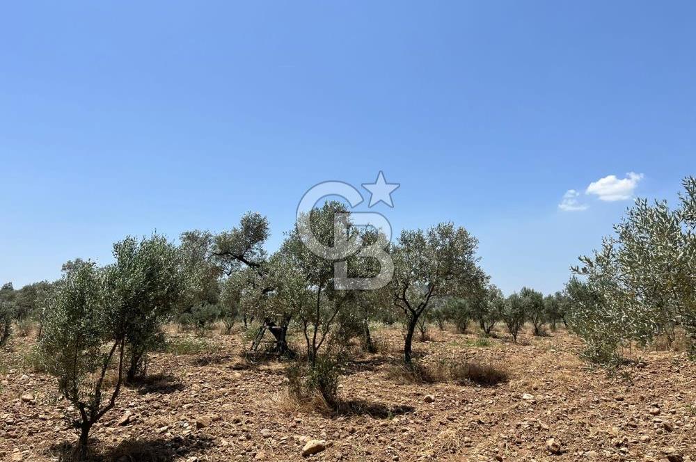 🌿 TORBALI DAĞKIZILCA KÖYÜ’NDE ANA CADDE ÜZERİNDE VERİMLİ TARLA – 25 DÖNÜM 🌿