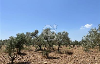🌿 TORBALI DAĞKIZILCA KÖYÜ’NDE ANA CADDE ÜZERİNDE VERİMLİ TARLA – 25 DÖNÜM 🌿