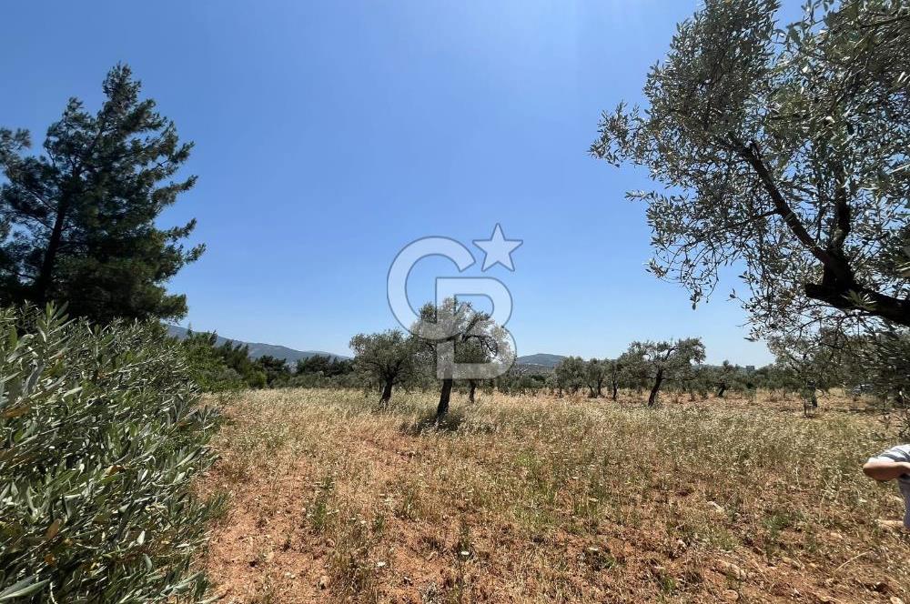 🌿 TORBALI DAĞKIZILCA KÖYÜ’NDE ANA CADDE ÜZERİNDE VERİMLİ TARLA – 25 DÖNÜM 🌿