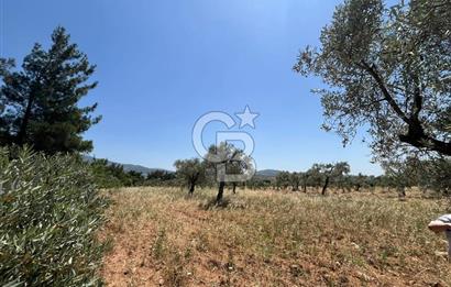 🌿 TORBALI DAĞKIZILCA KÖYÜ’NDE ANA CADDE ÜZERİNDE VERİMLİ TARLA – 25 DÖNÜM 🌿