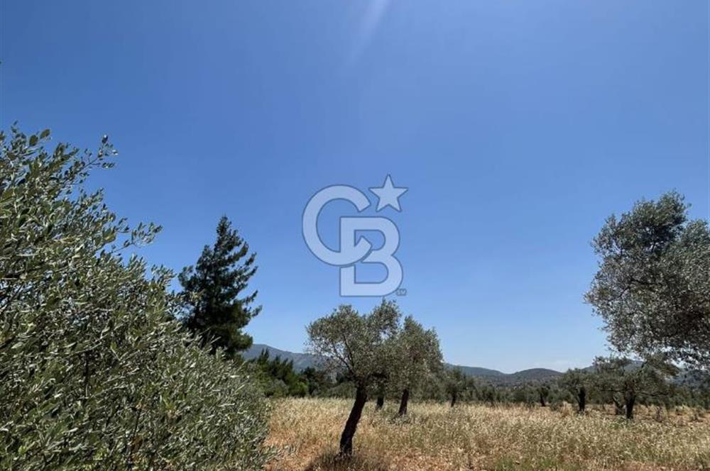 🌿 TORBALI DAĞKIZILCA KÖYÜ’NDE ANA CADDE ÜZERİNDE VERİMLİ TARLA – 25 DÖNÜM 🌿