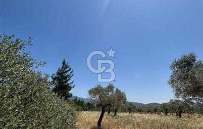🌿 TORBALI DAĞKIZILCA KÖYÜ’NDE ANA CADDE ÜZERİNDE VERİMLİ TARLA – 25 DÖNÜM 🌿