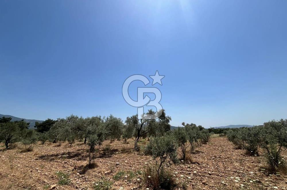 🌿 TORBALI DAĞKIZILCA KÖYÜ’NDE ANA CADDE ÜZERİNDE VERİMLİ TARLA – 25 DÖNÜM 🌿