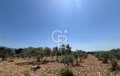 🌿 TORBALI DAĞKIZILCA KÖYÜ’NDE ANA CADDE ÜZERİNDE VERİMLİ TARLA – 25 DÖNÜM 🌿