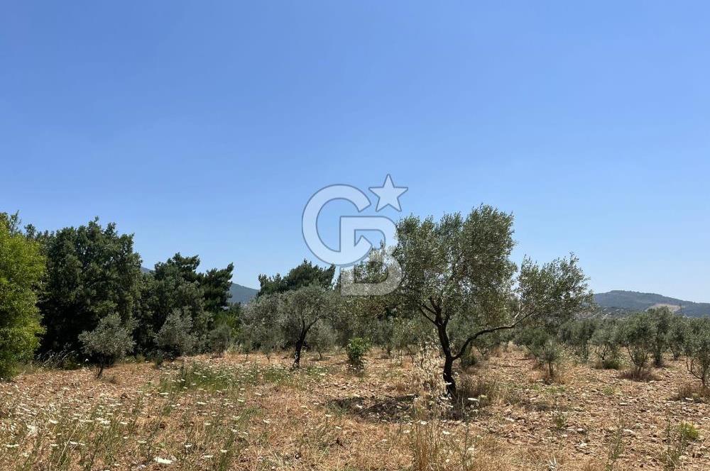 🌿 TORBALI DAĞKIZILCA KÖYÜ’NDE ANA CADDE ÜZERİNDE VERİMLİ TARLA – 25 DÖNÜM 🌿