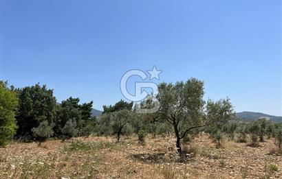 🌿 TORBALI DAĞKIZILCA KÖYÜ’NDE ANA CADDE ÜZERİNDE VERİMLİ TARLA – 25 DÖNÜM 🌿