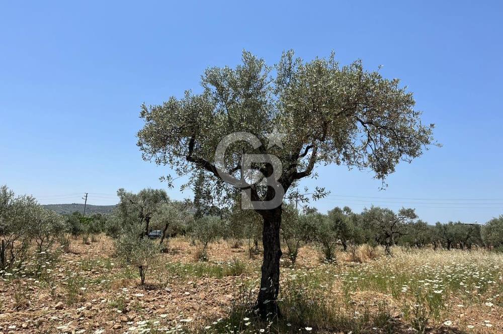 🌿 TORBALI DAĞKIZILCA KÖYÜ’NDE ANA CADDE ÜZERİNDE VERİMLİ TARLA – 25 DÖNÜM 🌿