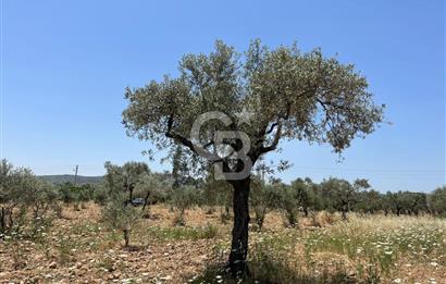 🌿 TORBALI DAĞKIZILCA KÖYÜ’NDE ANA CADDE ÜZERİNDE VERİMLİ TARLA – 25 DÖNÜM 🌿