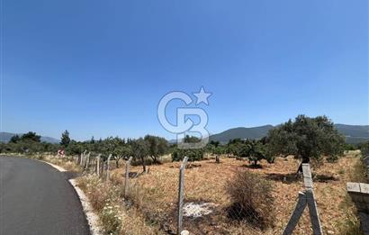 🌿 TORBALI DAĞKIZILCA KÖYÜ’NDE ANA CADDE ÜZERİNDE VERİMLİ TARLA – 25 DÖNÜM 🌿