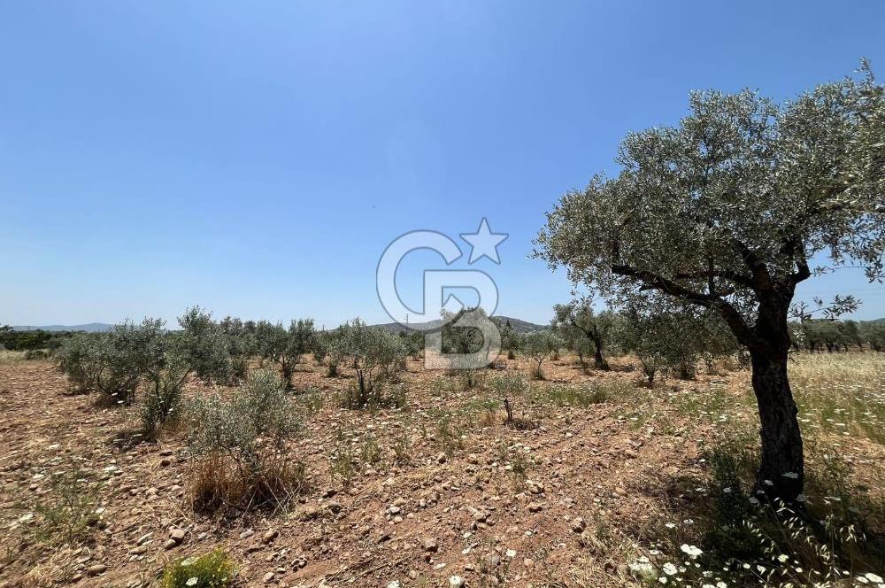 🌿 TORBALI DAĞKIZILCA KÖYÜ’NDE ANA CADDE ÜZERİNDE VERİMLİ TARLA – 25 DÖNÜM 🌿