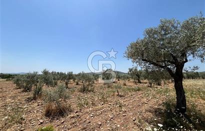 🌿 TORBALI DAĞKIZILCA KÖYÜ’NDE ANA CADDE ÜZERİNDE VERİMLİ TARLA – 25 DÖNÜM 🌿