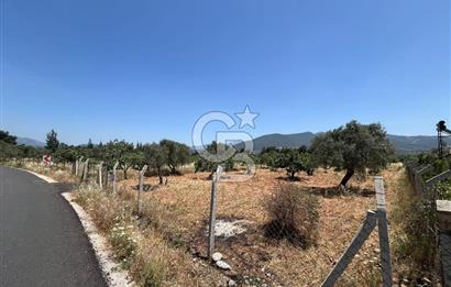 🌿 TORBALI DAĞKIZILCA KÖYÜ’NDE ANA CADDE ÜZERİNDE VERİMLİ TARLA – 25 DÖNÜM 🌿