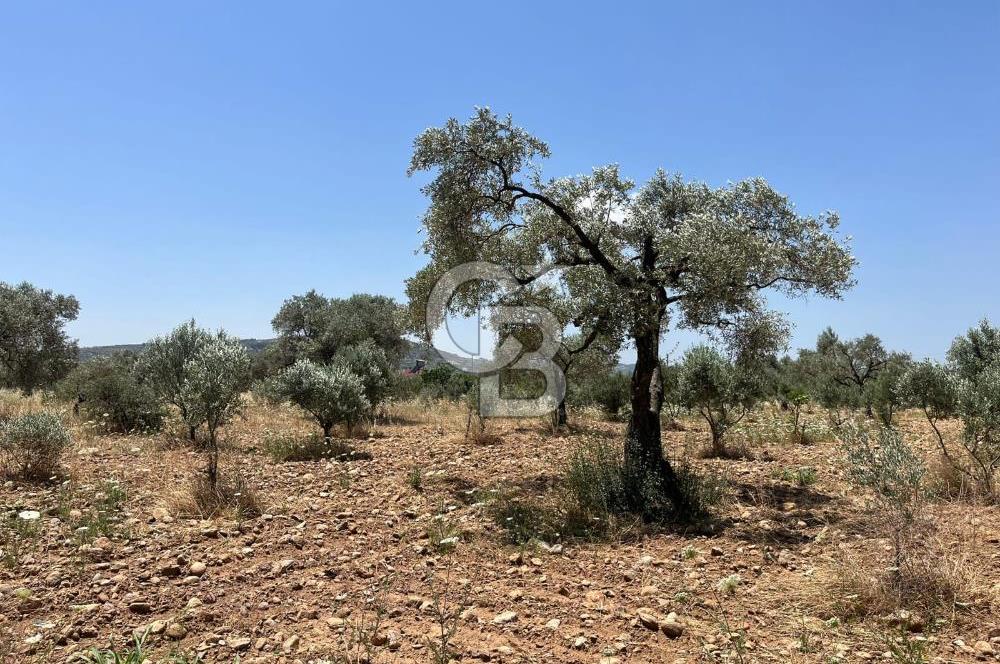 🌿 TORBALI DAĞKIZILCA KÖYÜ’NDE ANA CADDE ÜZERİNDE VERİMLİ TARLA – 25 DÖNÜM 🌿