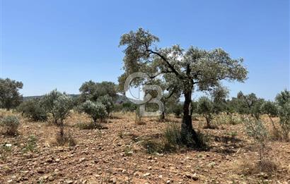 🌿 TORBALI DAĞKIZILCA KÖYÜ’NDE ANA CADDE ÜZERİNDE VERİMLİ TARLA – 25 DÖNÜM 🌿