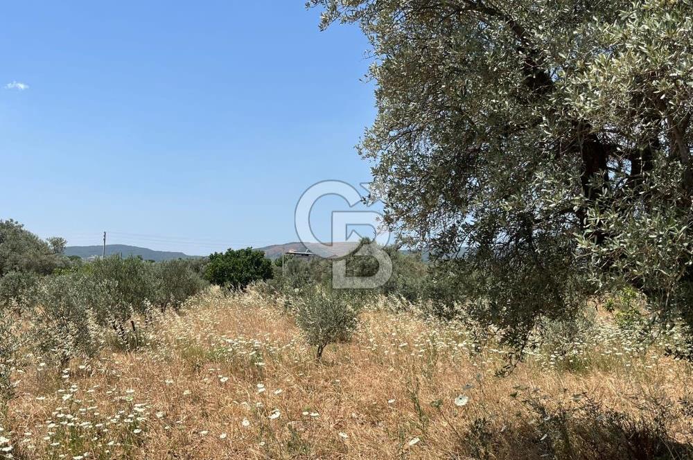 🌿 TORBALI DAĞKIZILCA KÖYÜ’NDE ANA CADDE ÜZERİNDE VERİMLİ TARLA – 25 DÖNÜM 🌿