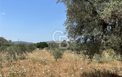 🌿 TORBALI DAĞKIZILCA KÖYÜ’NDE ANA CADDE ÜZERİNDE VERİMLİ TARLA – 25 DÖNÜM 🌿