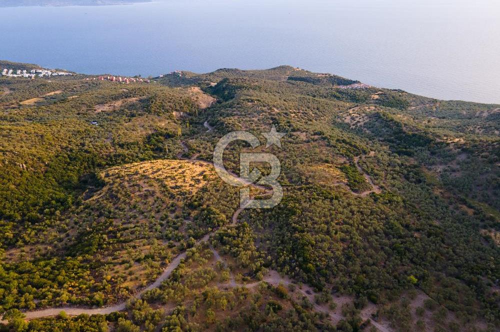 ÇANAKKALE AYVACIK BABAKALE AKLİMAN SATILIK YOLA YAKIN ZEYTİNLİK