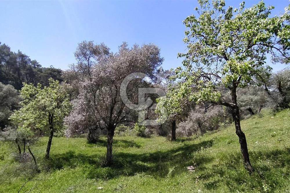 Bayındır Satılık Zeytinlik