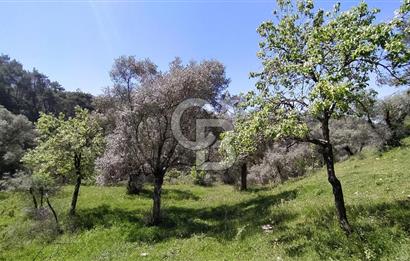 Bayındır Satılık Zeytinlik