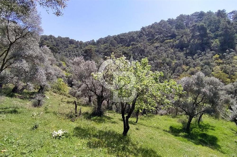 Bayındır Satılık Zeytinlik