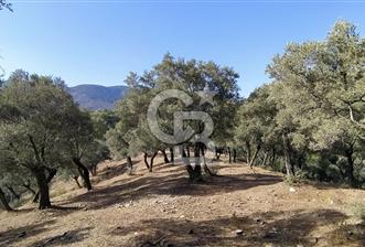 Bayındı Satılık Zeytinlik