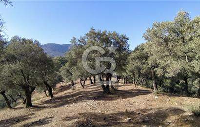 Bayındı Satılık Zeytinlik