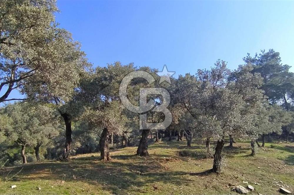 Bayındı Satılık Zeytinlik