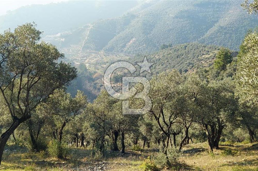Bayındı Satılık Zeytinlik