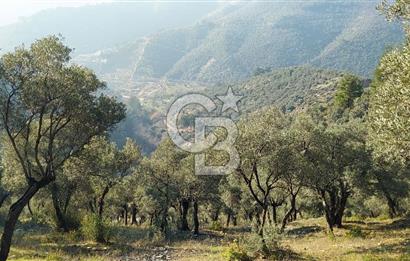 Bayındı Satılık Zeytinlik