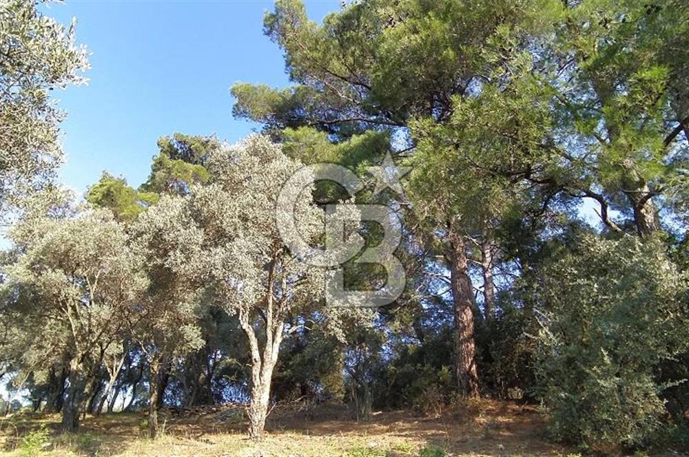 Bayındı Satılık Zeytinlik