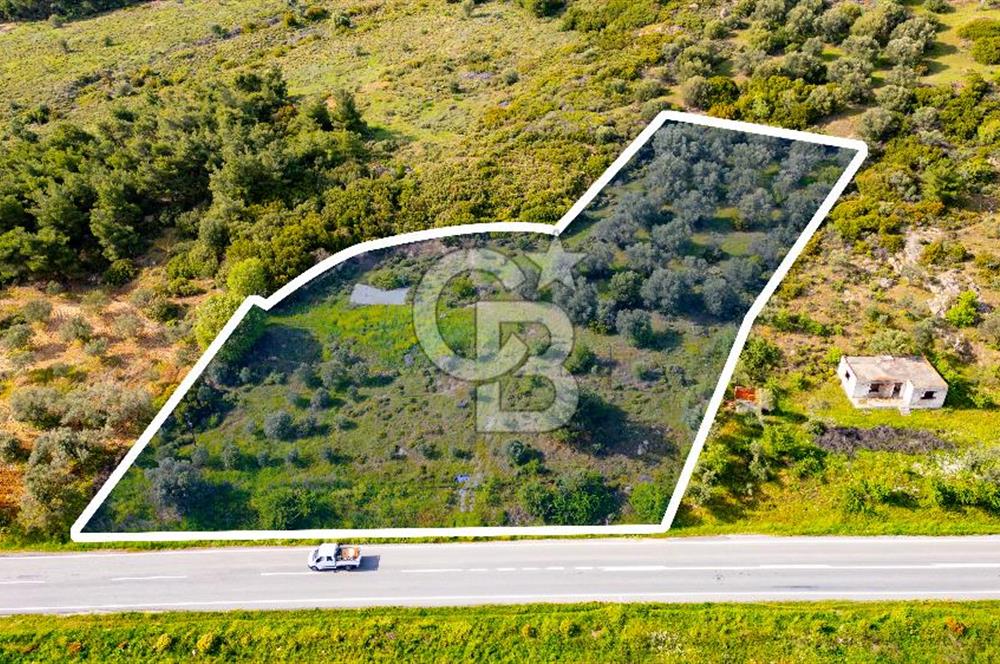 Foça Ilıpınar'da Satılık 4653 m2 Tarla