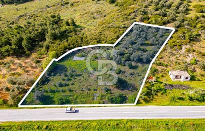 Foça Ilıpınar'da Satılık 4653 m2 Tarla