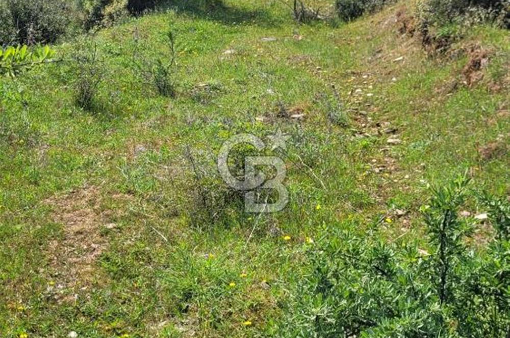 İZMİR ÖDEMİŞ BADEMLİ'DE SATILIK 40 DÖNÜM ÖZEL NİTELİKLİ ARAZİ – GÖLET, ZEYTİNLİK, MEYVE BAHÇESİ VE TURİZM POTANSİYELİ BİR ARADA!