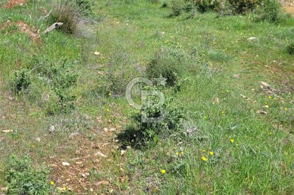 İZMİR ÖDEMİŞ BADEMLİ'DE SATILIK 40 DÖNÜM ÖZEL NİTELİKLİ ARAZİ – GÖLET, ZEYTİNLİK, MEYVE BAHÇESİ VE TURİZM POTANSİYELİ BİR ARADA!