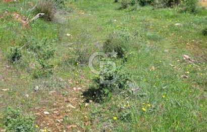 İZMİR ÖDEMİŞ BADEMLİ'DE SATILIK 40 DÖNÜM ÖZEL NİTELİKLİ ARAZİ – GÖLET, ZEYTİNLİK, MEYVE BAHÇESİ VE TURİZM POTANSİYELİ BİR ARADA!