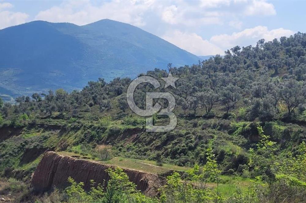 İZMİR ÖDEMİŞ BADEMLİ'DE SATILIK 40 DÖNÜM ÖZEL NİTELİKLİ ARAZİ – GÖLET, ZEYTİNLİK, MEYVE BAHÇESİ VE TURİZM POTANSİYELİ BİR ARADA!