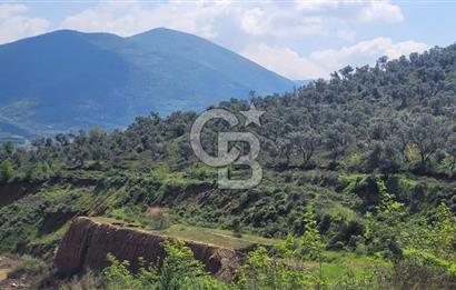 İZMİR ÖDEMİŞ BADEMLİ'DE SATILIK 40 DÖNÜM ÖZEL NİTELİKLİ ARAZİ – GÖLET, ZEYTİNLİK, MEYVE BAHÇESİ VE TURİZM POTANSİYELİ BİR ARADA!