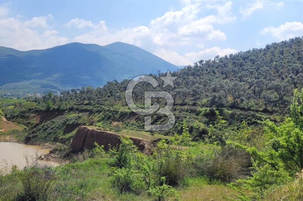 İZMİR ÖDEMİŞ BADEMLİ'DE SATILIK 40 DÖNÜM ÖZEL NİTELİKLİ ARAZİ – GÖLET, ZEYTİNLİK, MEYVE BAHÇESİ VE TURİZM POTANSİYELİ BİR ARADA!
