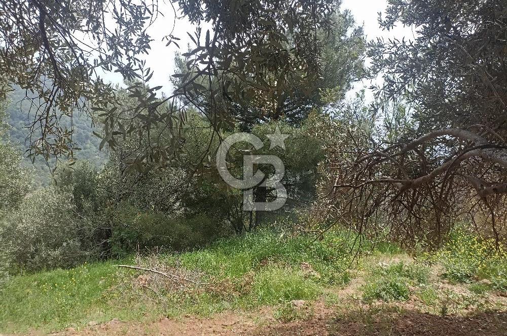 ÇANAKKALE AYVACIK KAYALAR KÖYÜ’NDE PANORAMİK DENİZ MANZARALI ZEYTİNLİK – DOĞANIN KALBİNDE YATIRIM FIRSATI