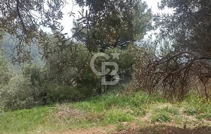 ÇANAKKALE AYVACIK KAYALAR KÖYÜ’NDE PANORAMİK DENİZ MANZARALI ZEYTİNLİK – DOĞANIN KALBİNDE YATIRIM FIRSATI