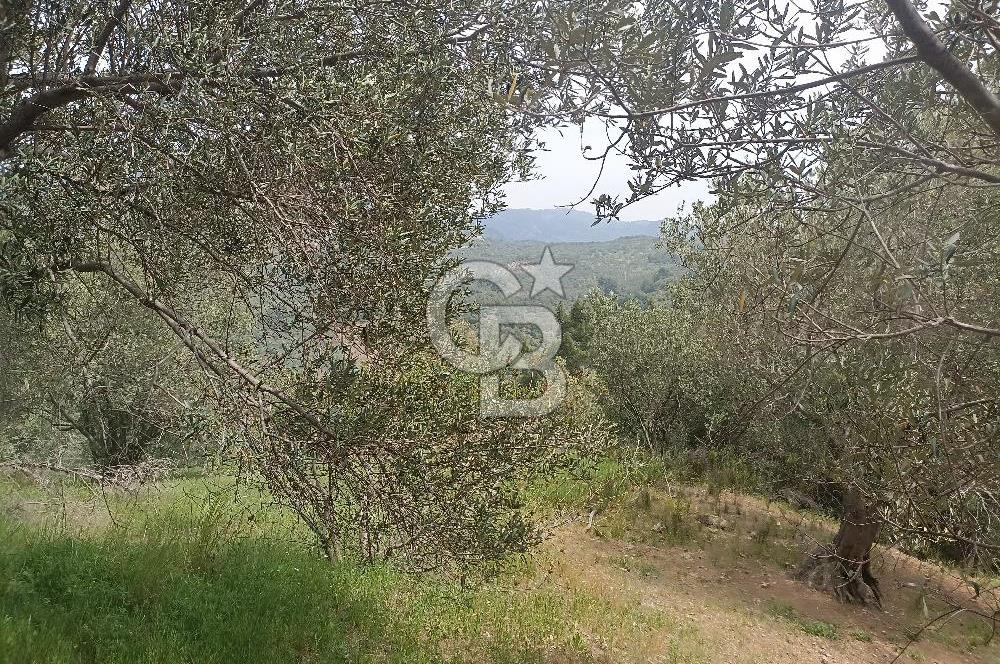 ÇANAKKALE AYVACIK KAYALAR KÖYÜ’NDE PANORAMİK DENİZ MANZARALI ZEYTİNLİK – DOĞANIN KALBİNDE YATIRIM FIRSATI