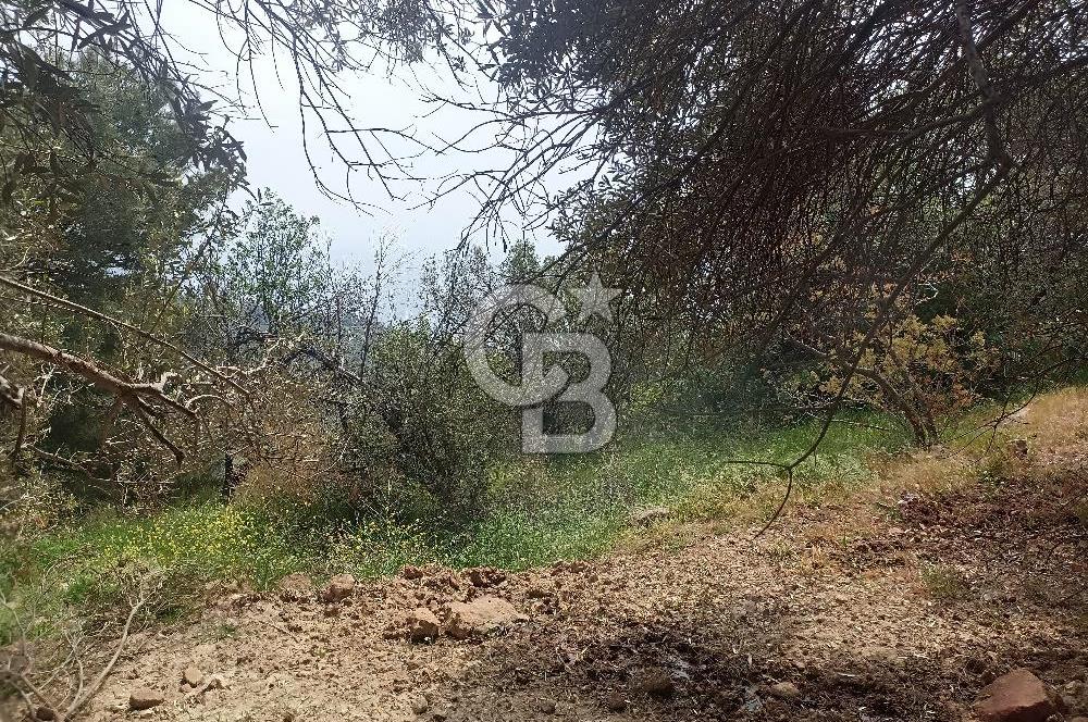 ÇANAKKALE AYVACIK KAYALAR KÖYÜ’NDE PANORAMİK DENİZ MANZARALI ZEYTİNLİK – DOĞANIN KALBİNDE YATIRIM FIRSATI