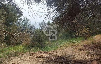 ÇANAKKALE AYVACIK KAYALAR KÖYÜ’NDE PANORAMİK DENİZ MANZARALI ZEYTİNLİK – DOĞANIN KALBİNDE YATIRIM FIRSATI